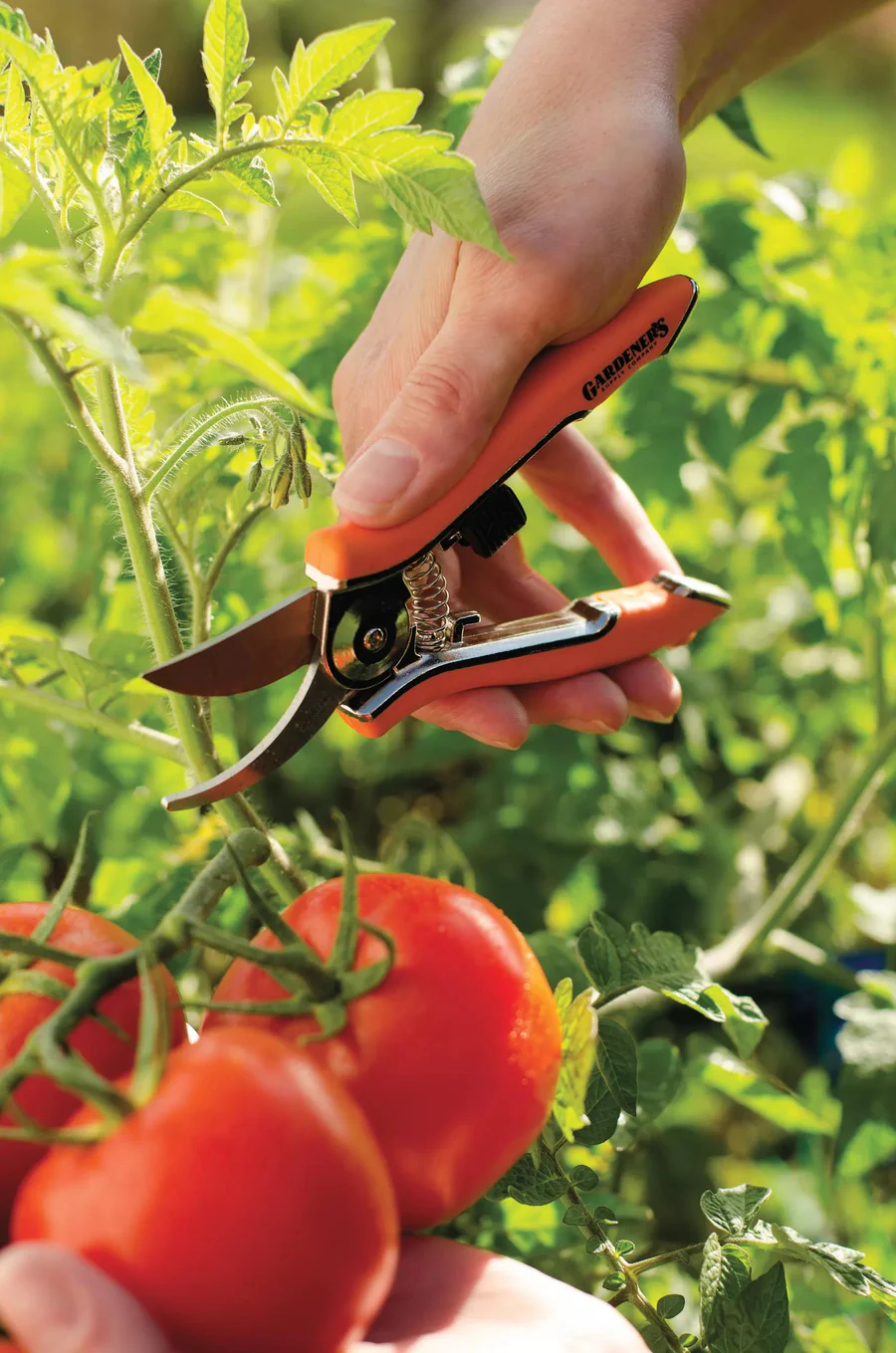 Tool Sharpener - Image 2